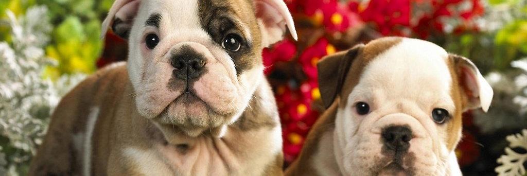 Danielle Richardson banner