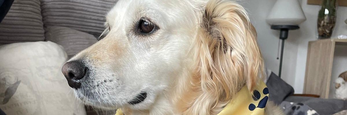 Locheelad's profile banner image
