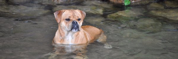 BullyMaus Profile Banner