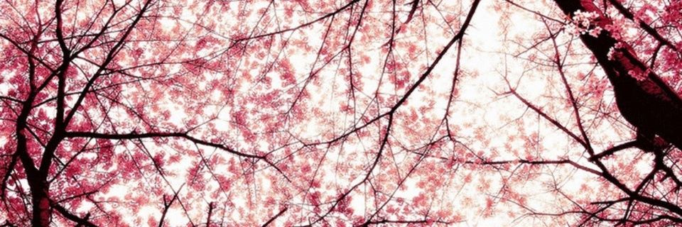 febemelvina's profile banner image