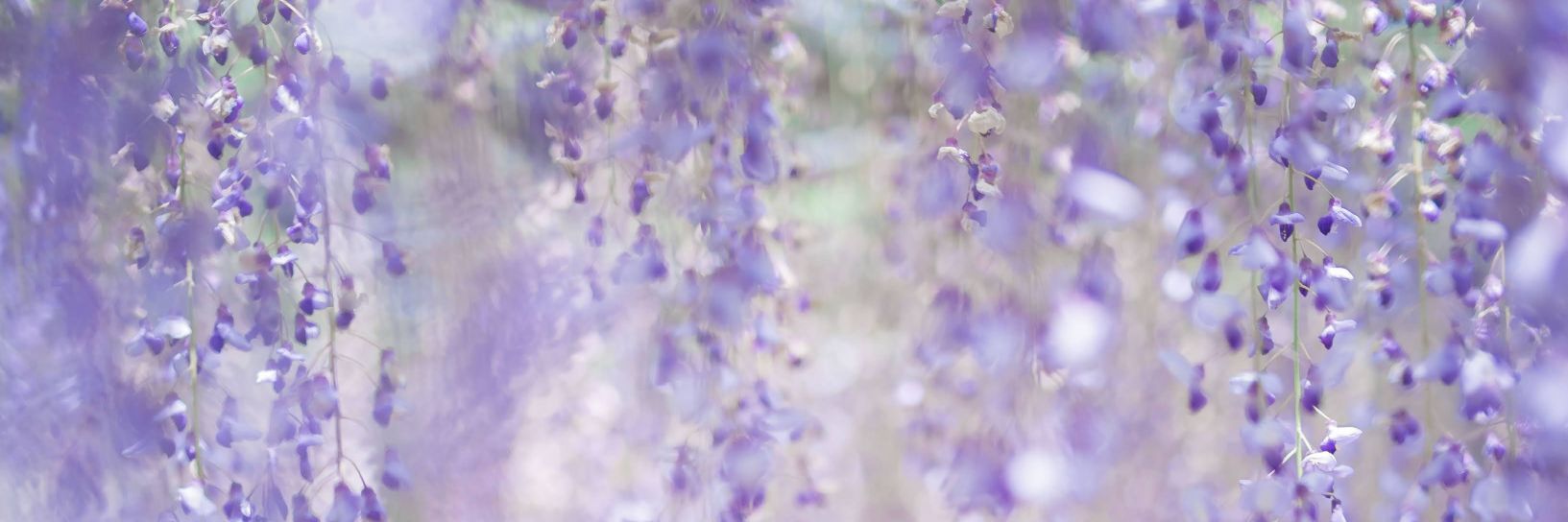 佐久間彩加 banner