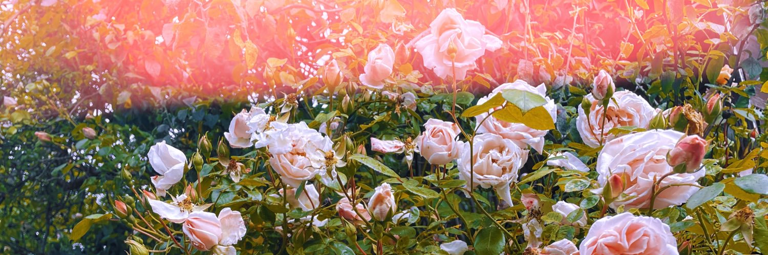 FleurBlur's profile banner image