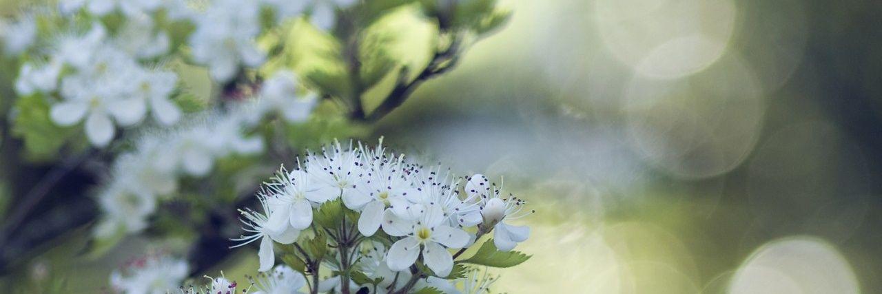 Susan_Sano's profile banner image