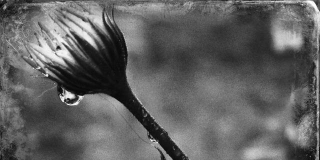Christine Dwyer banner