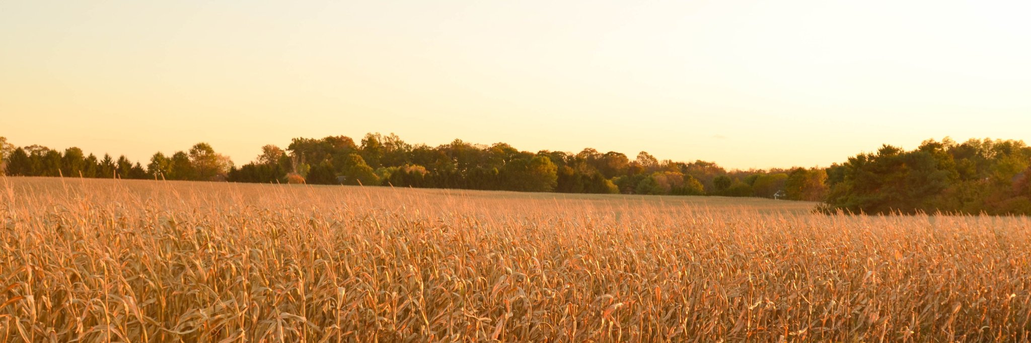 Shannon Firth banner
