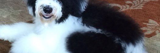 akwas's profile banner image