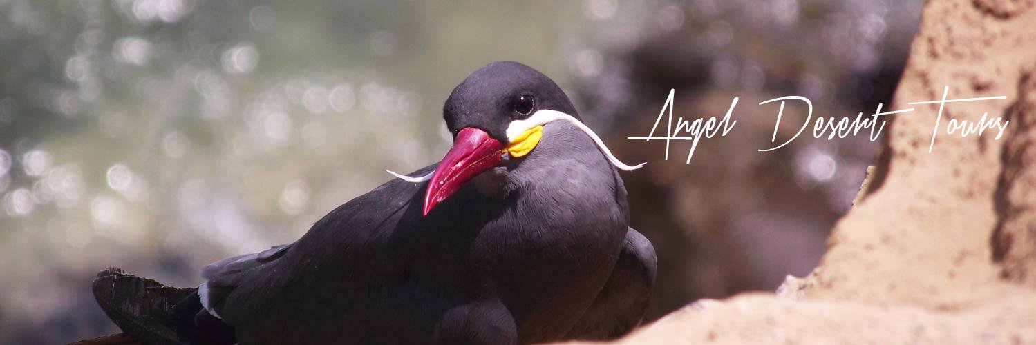 adticaperu's profile banner image