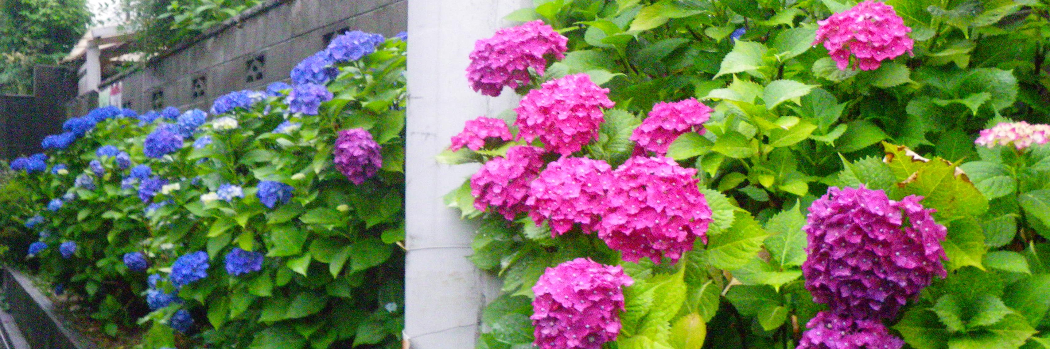 飛天🌱新刊通販固定にあります！ banner