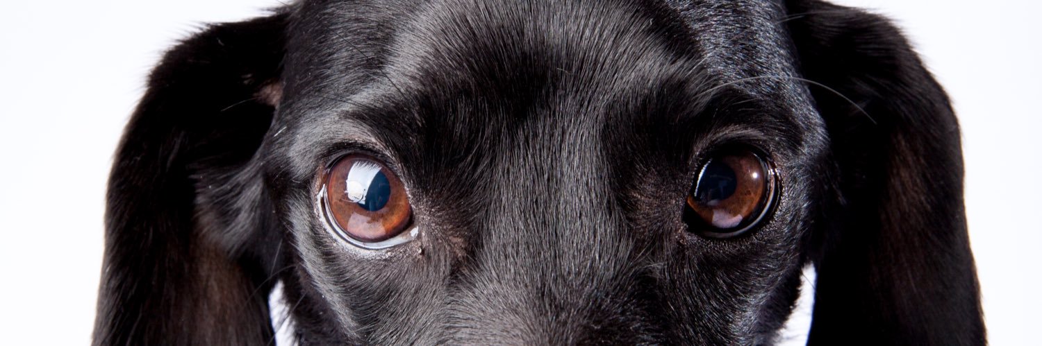 petsbysorrell's profile banner image