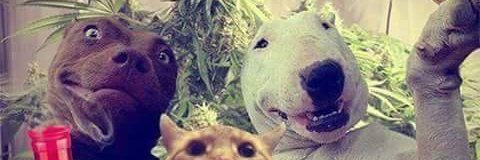 _brieeel's profile banner image