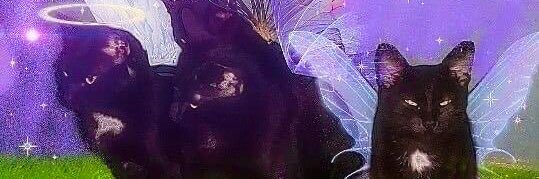 samanthaars's profile banner image