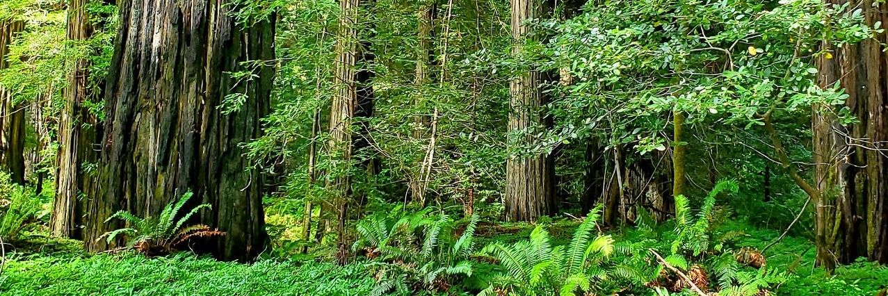 Margrete walks 🗨 banner