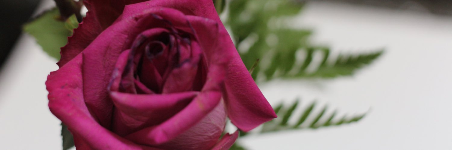 Nasseeba's profile banner image