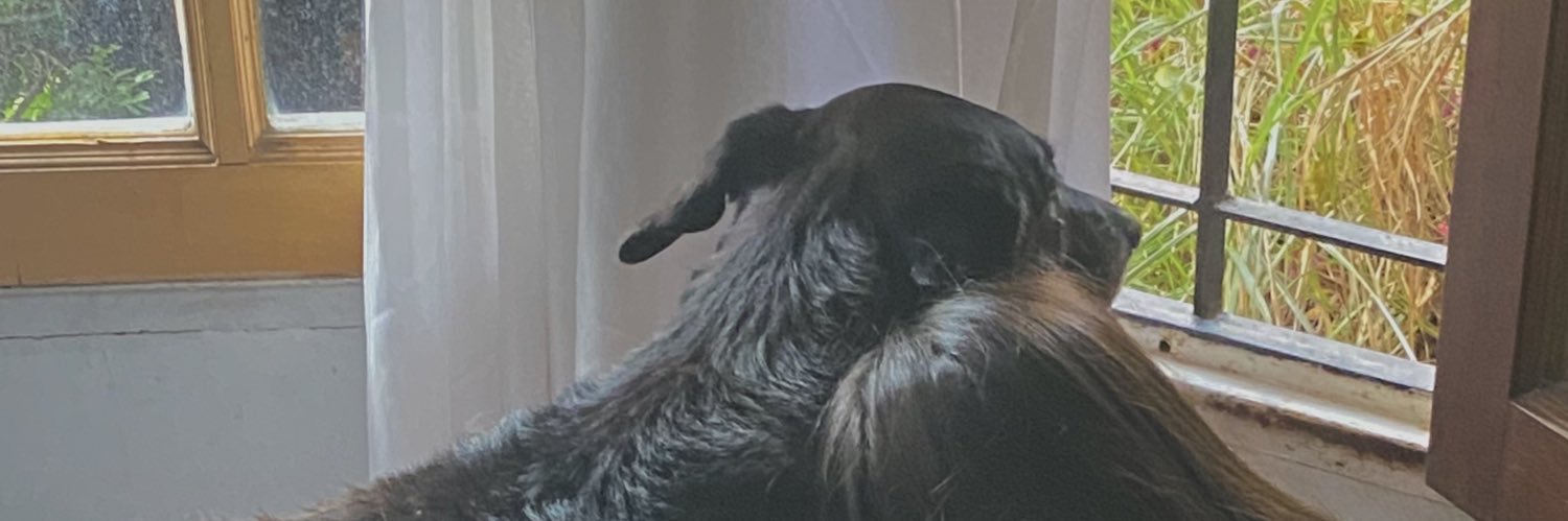 tefumonteira's profile banner image