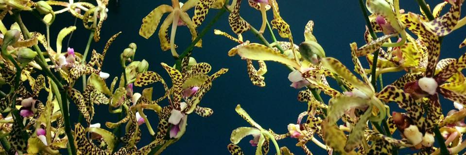 FrogFlowers's profile banner image
