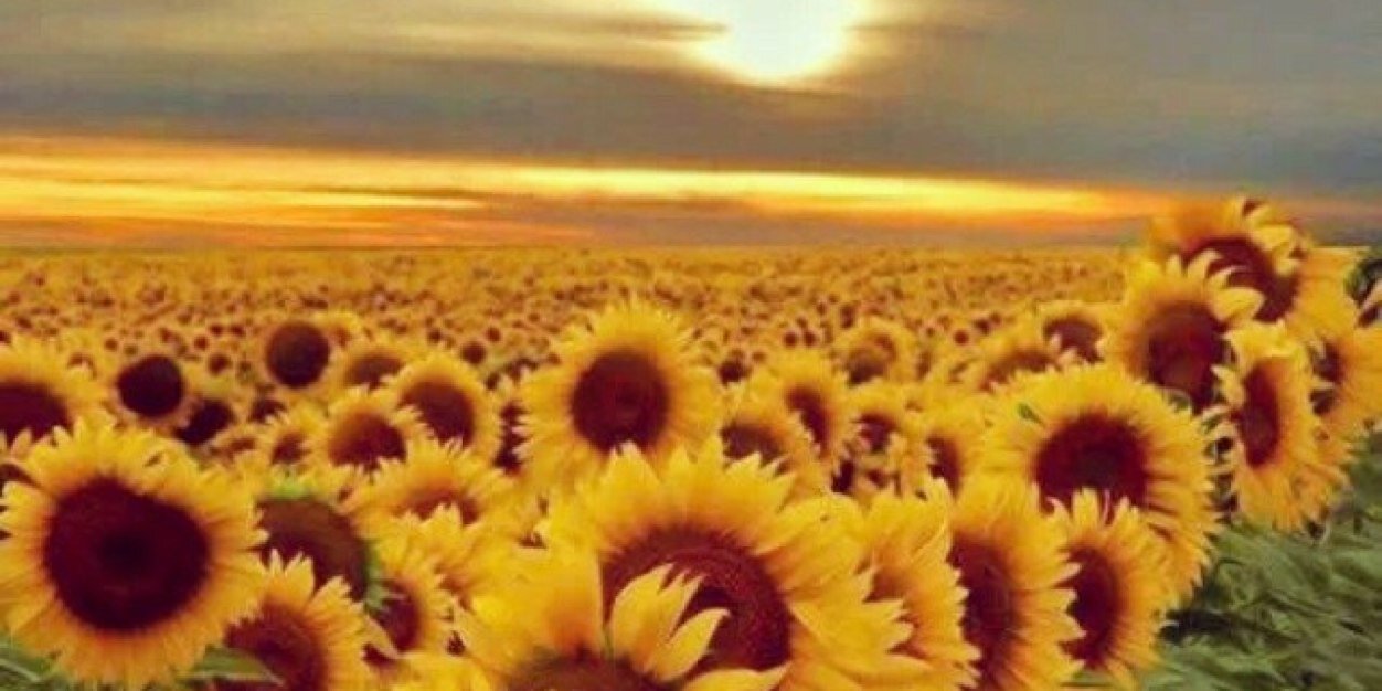 danilana's profile banner image