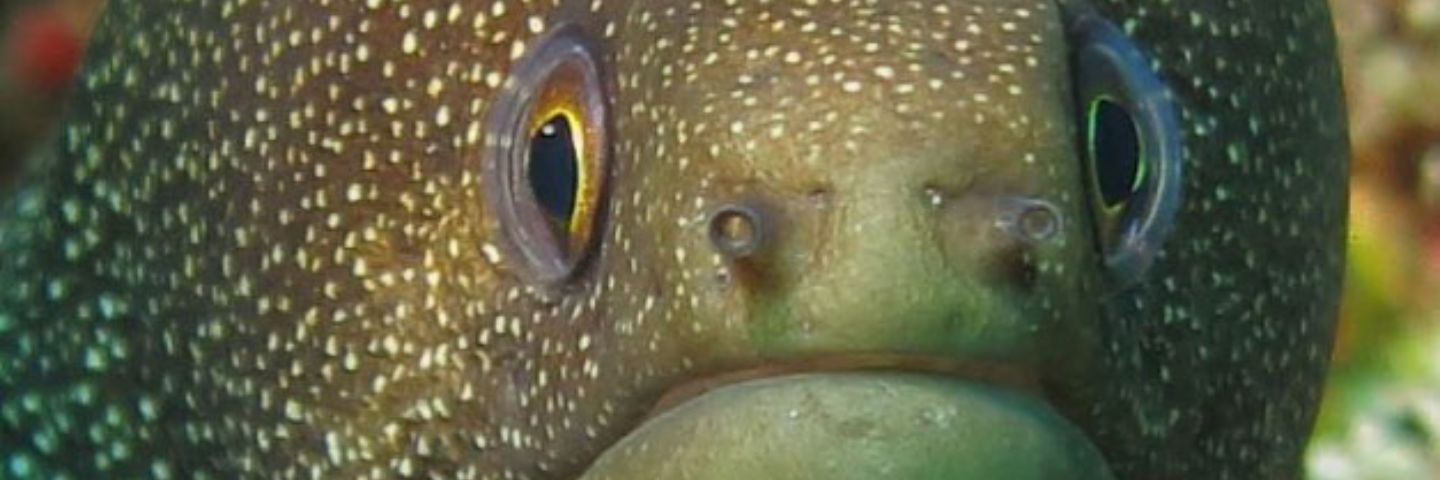 dkbarracuda's profile banner image