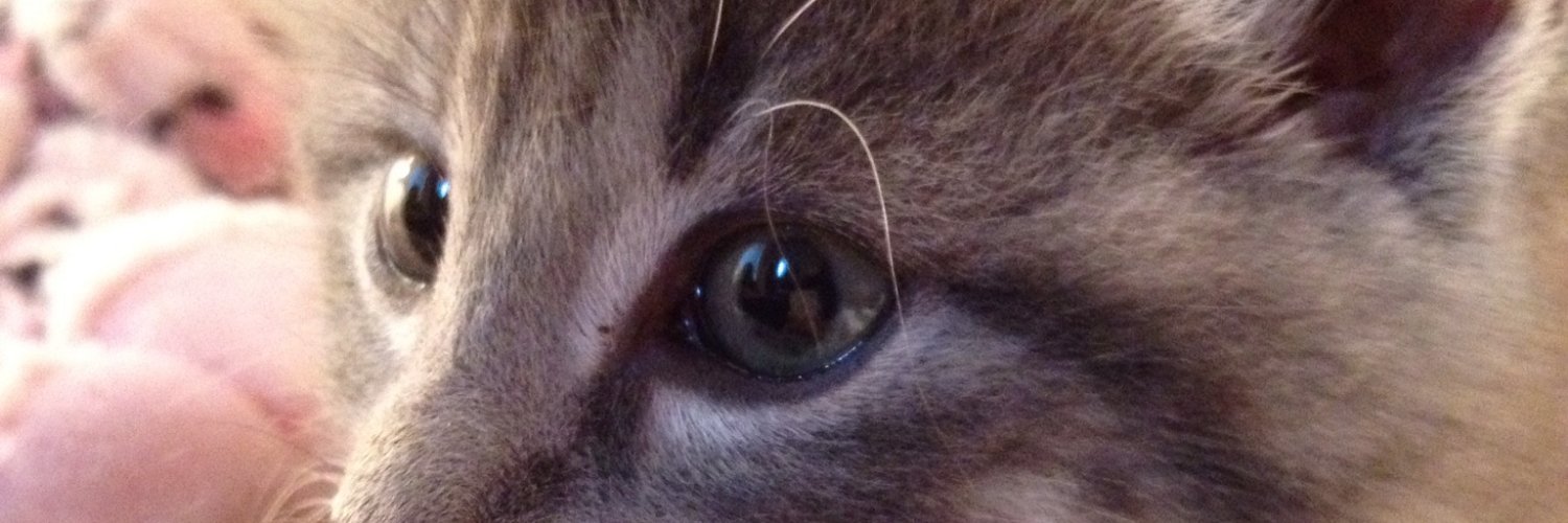 dchittur's profile banner image
