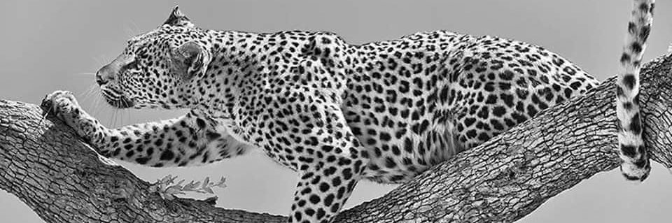 MeteAsli's profile banner image
