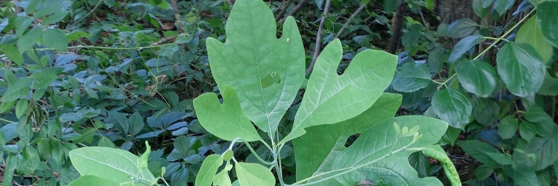 Christopher Milton Dixon banner