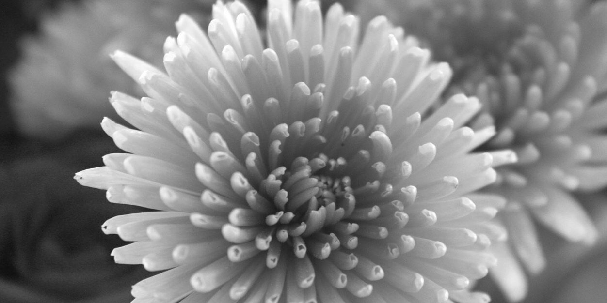 brittany_beebe's profile banner image