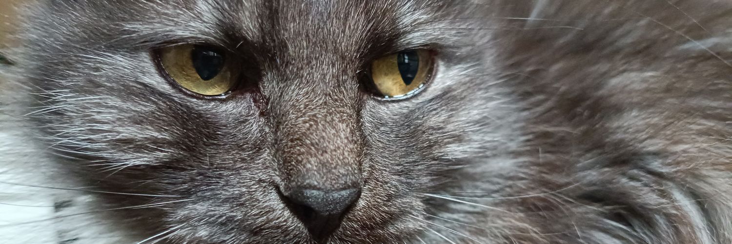 debito_'s profile banner image
