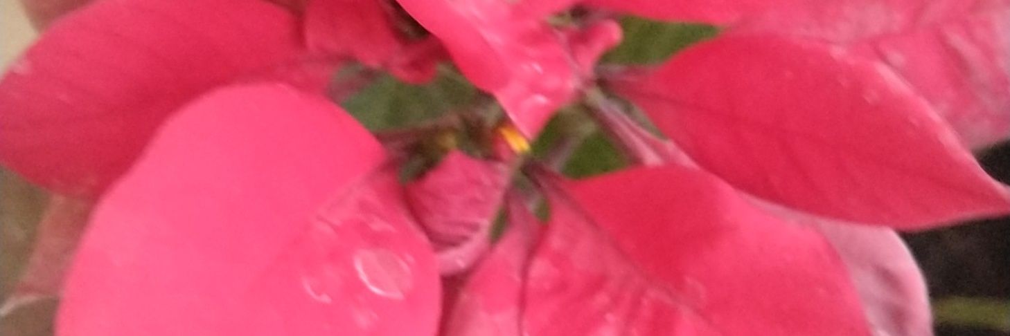 ferzoky's profile banner image