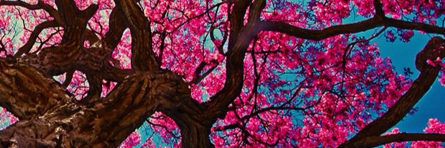 Clau_Quis's profile banner image