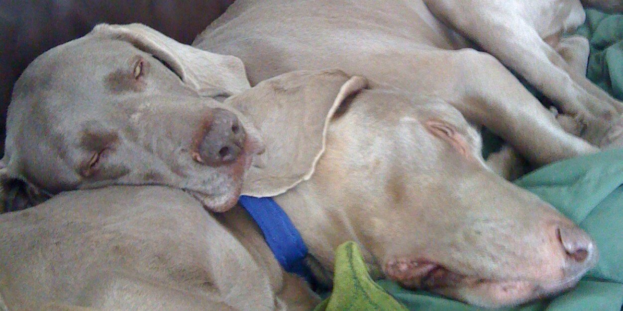 Davesmydog's profile banner image
