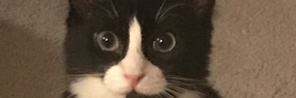 InkPanther's profile banner image