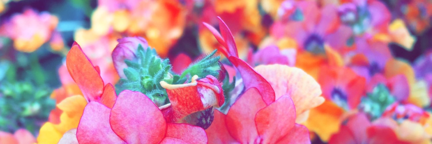 MariahPapayaa's profile banner image