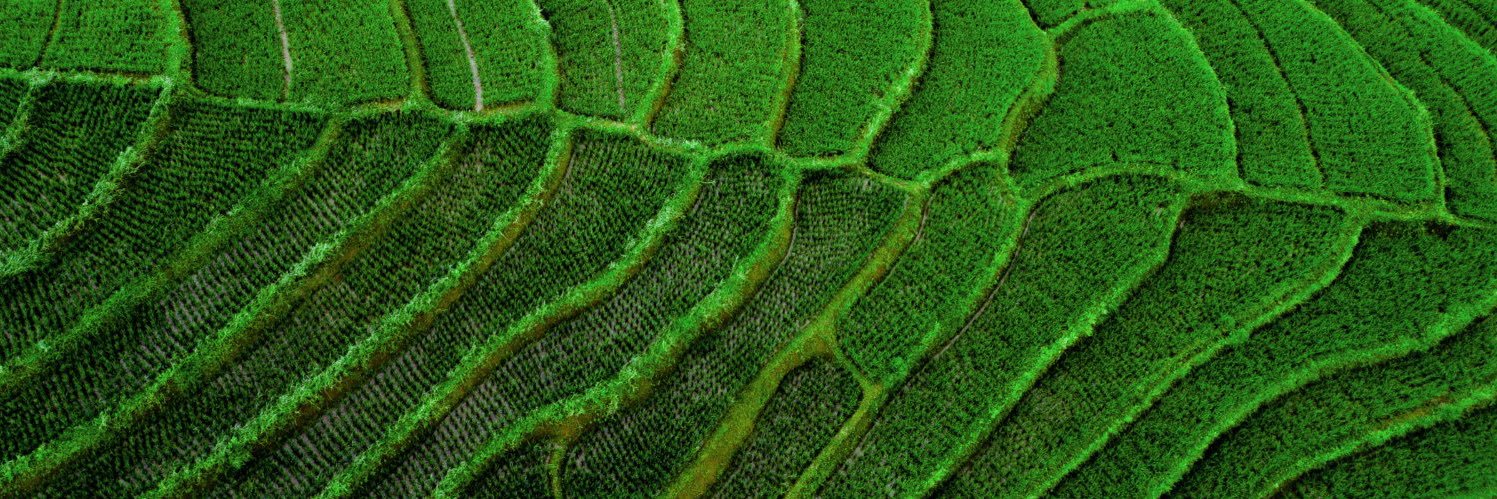 Priscila Vansetti banner