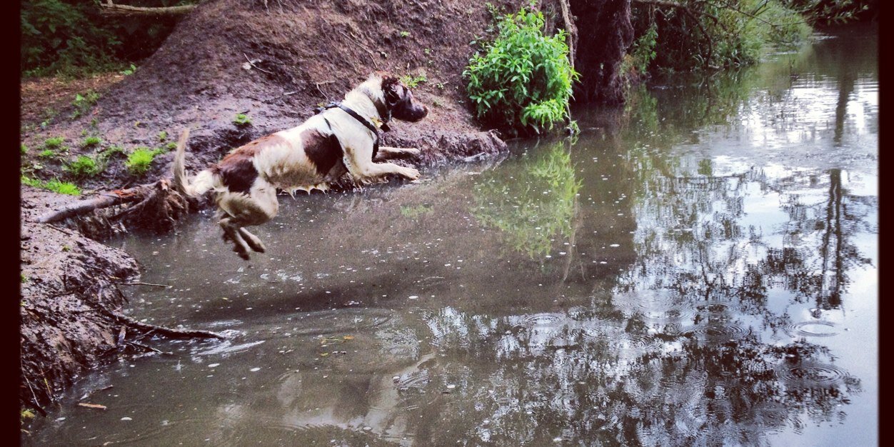 Tillydogdiary's profile banner image