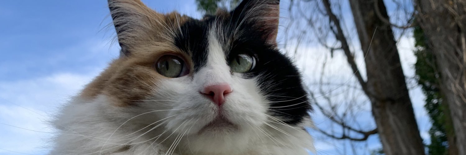 lilcatmama's profile banner image