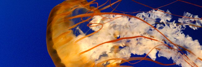 carvajalcf's profile banner image