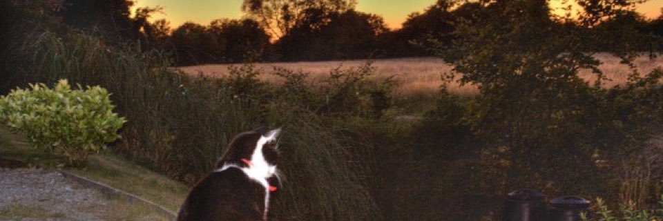 supracosm's profile banner image