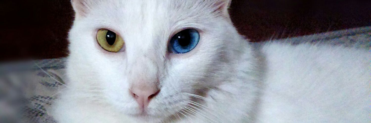OhoDoido's profile banner image