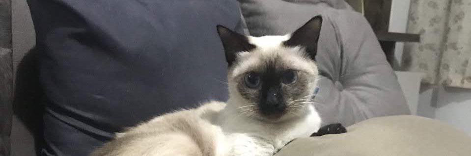 relouzani's profile banner image