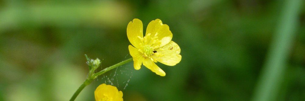 Freiheitlicher banner