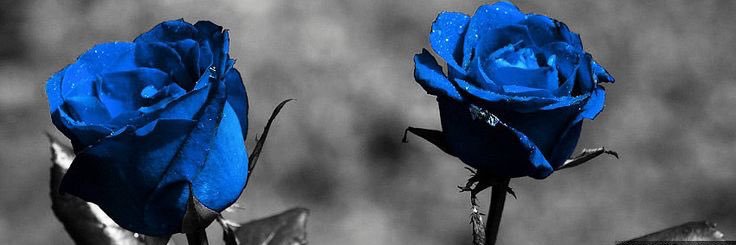 MsLaWandaa's profile banner image