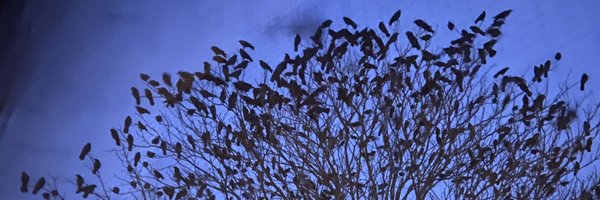 susurrate_press Profile Banner