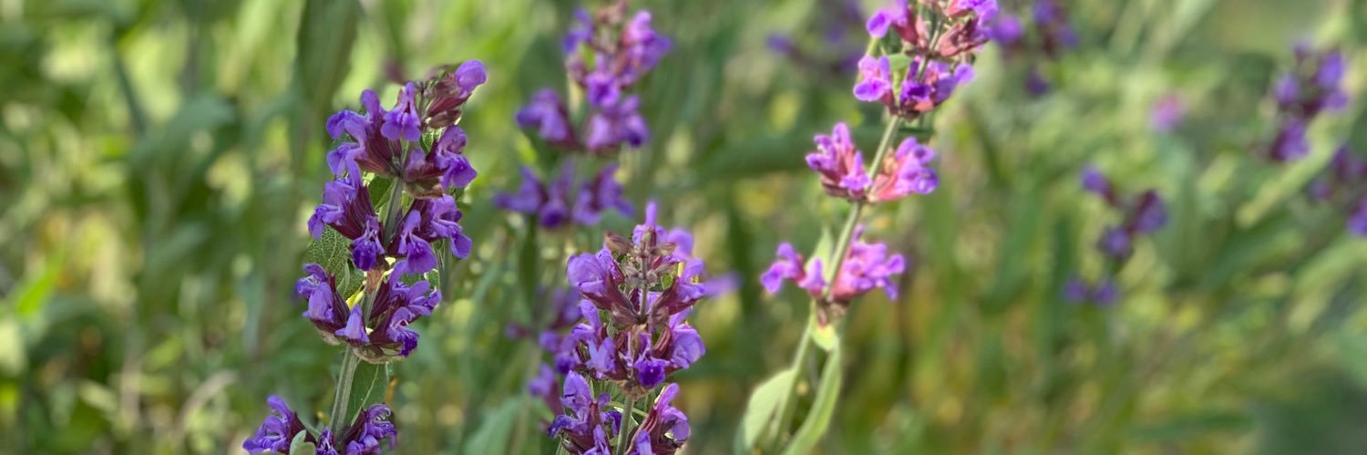 Zendette 🇺🇸🇮🇱🇺🇦 banner