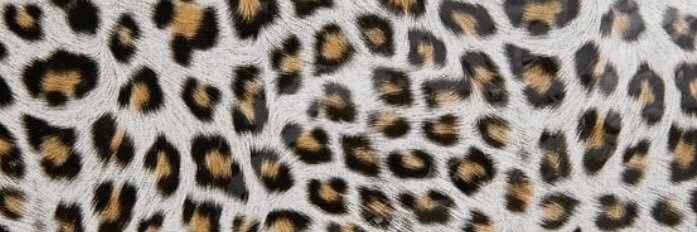 janetborchard's profile banner image