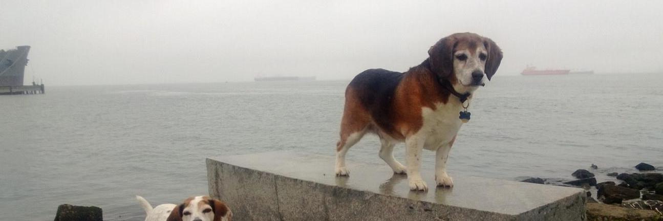 CosmicPuppySF's profile banner image