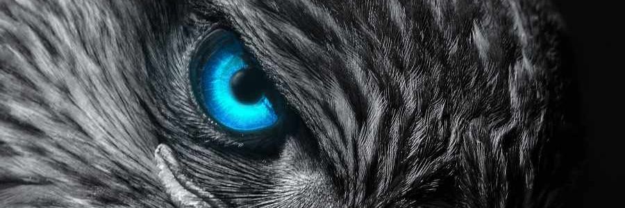optimishaidir's profile banner image