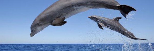 JennyPhelpsMBE Profile Banner