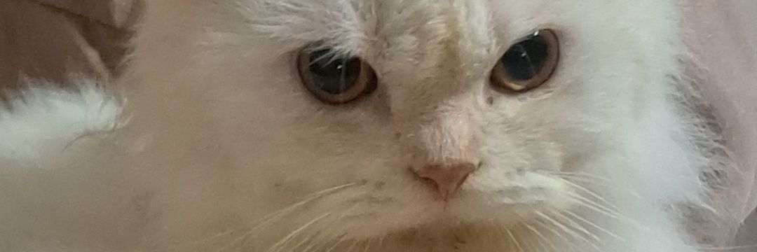 chrmpnchs's profile banner image
