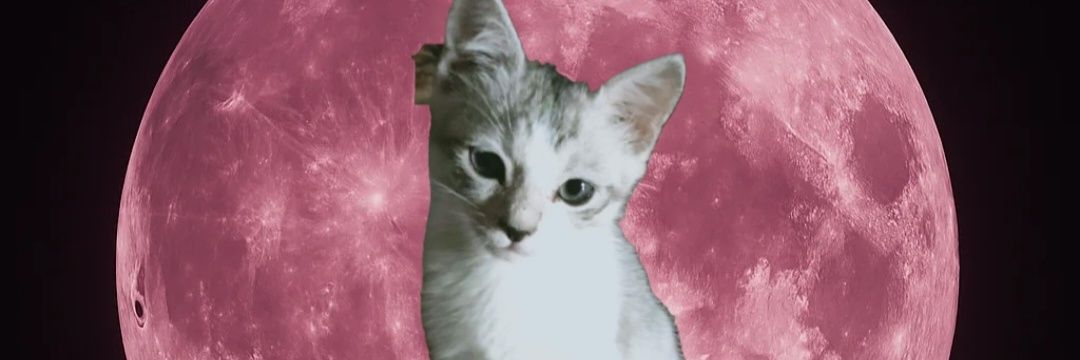 lifirerose's profile banner image