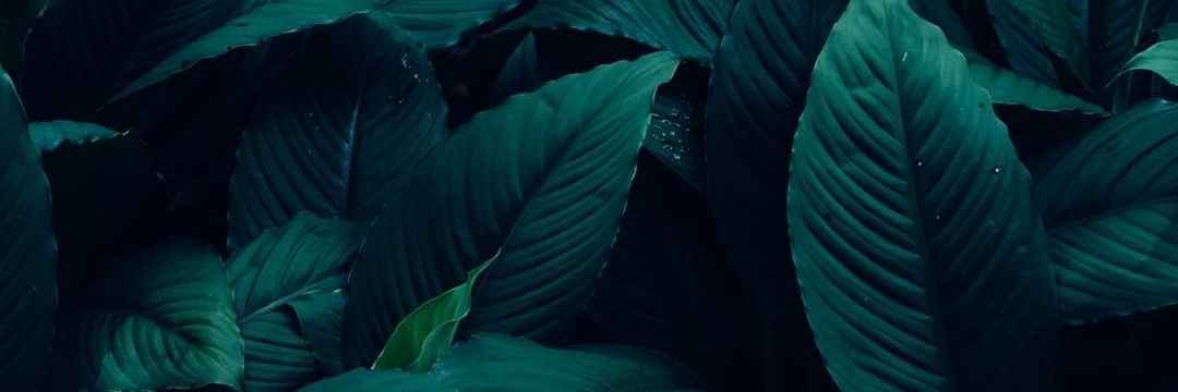 kevin-Juan banner