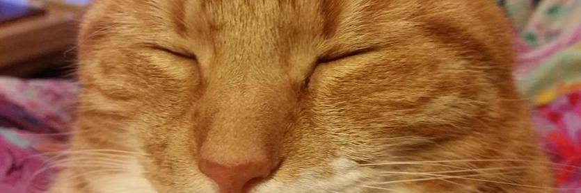 Daniel Farrelly banner